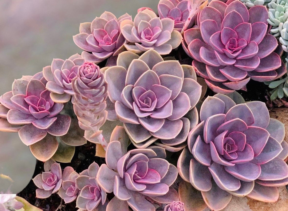 Echeveria 'perle Von Nurnberg' Pink & Lavender Rosette | Live