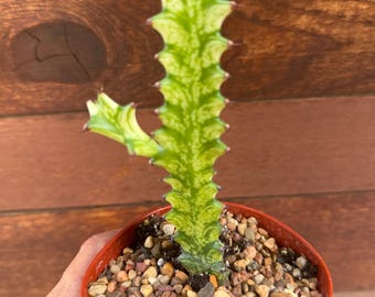 alocasia dragon scale albo variegata Alocasia Dragon Scale Albo Variegated 3