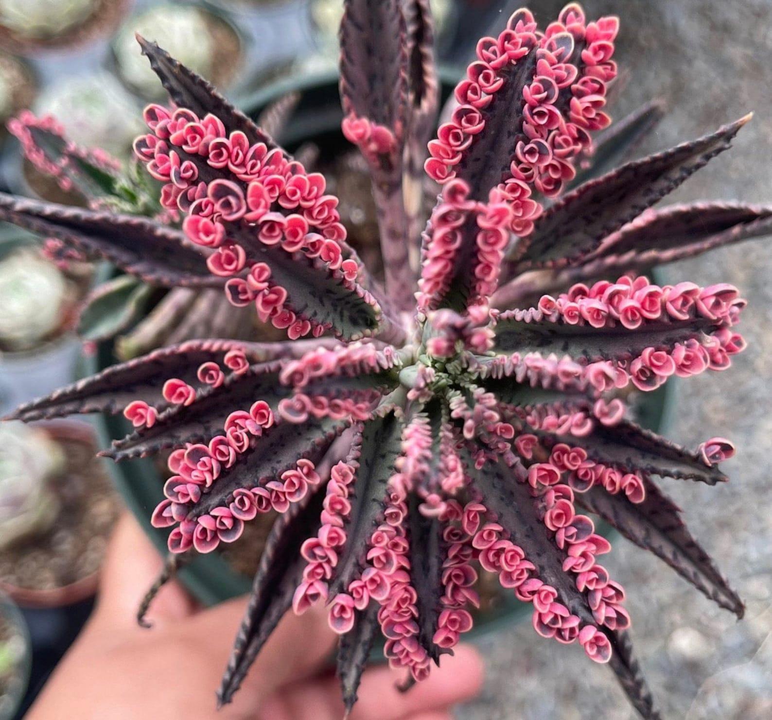 Kalanchoe Pink Butterfly, rare succulent, variegated succulent, live rooted plant in 2", 4" and 6" pot