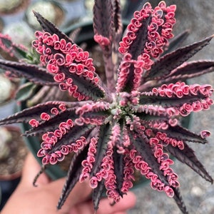 Op de afbeelding: Een close-up van een roze en paarse succulent met gekrulde bladeren. De plant heeft een unieke, bijna buitenaardse uitstraling.