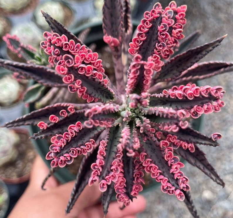 Op de afbeelding: Een close-up van een roze en paarse succulent met gekrulde bladeren. De plant heeft een unieke, bijna buitenaardse uitstraling.