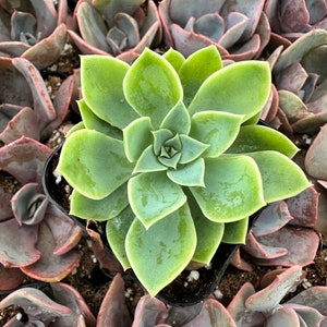 2&quot; Echeveria Blue Atoll live Succulent plant