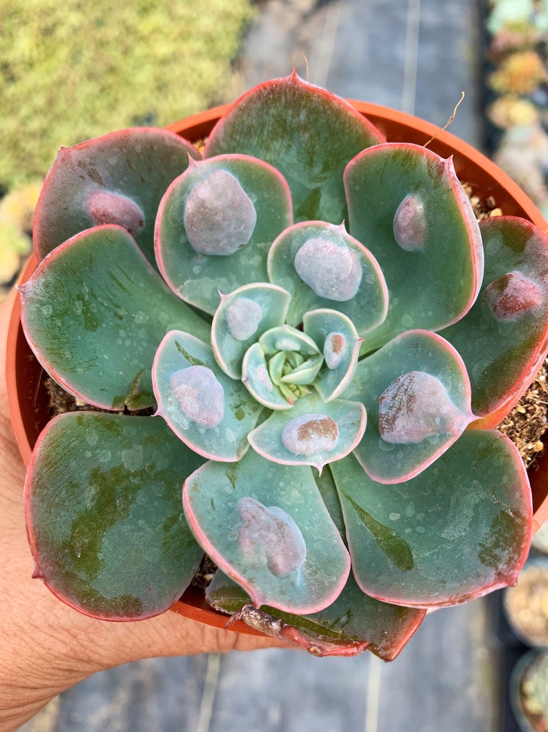 Rare Succulent Echeveria Raindrop Rooted Live Succulent Plant In 2 4 rare-succulent-echeveria-raindrop-rooted-live-succulent-plant-in-2-4