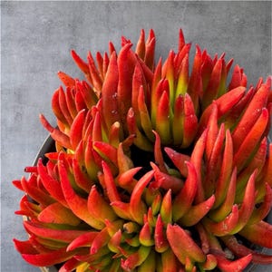 Crassula Devils Horns Nudicaulis Succulent Plant 2", 4" & 6"