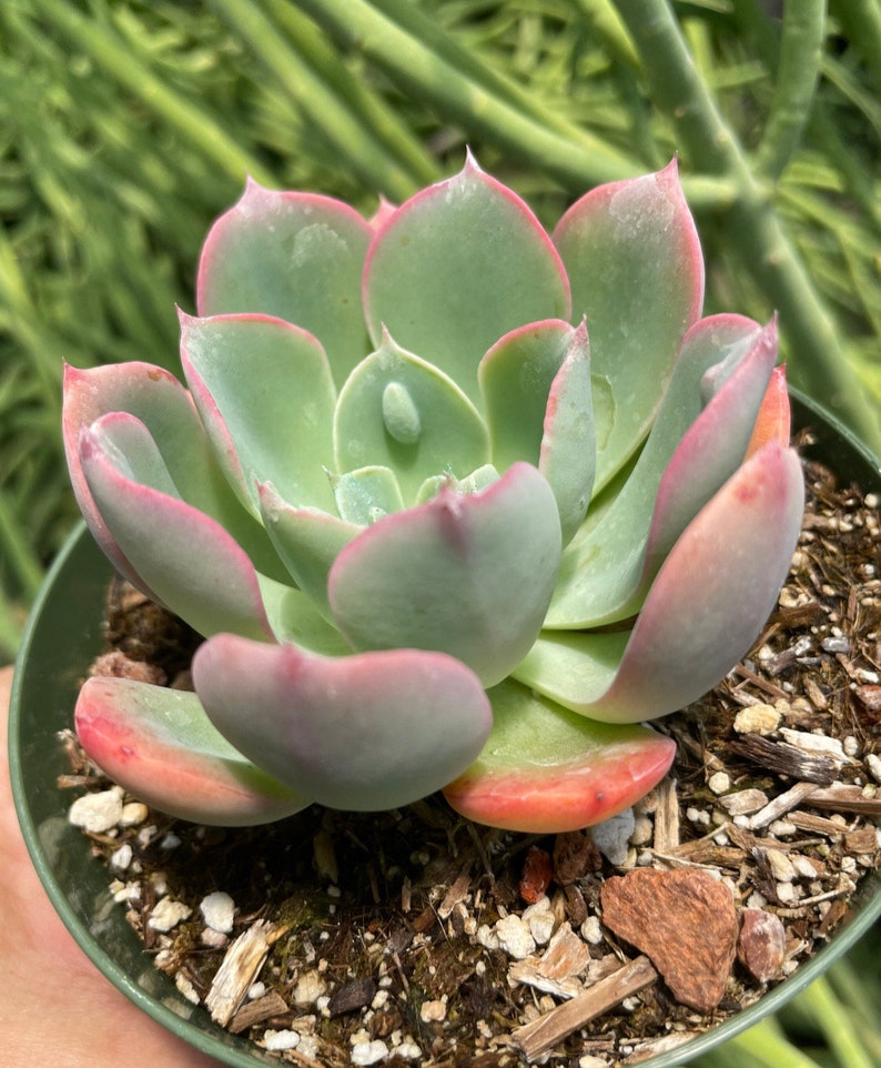 Rare Succulent Echeveria Raindrop Rooted Live Succulent Plant In 2 4 rare-succulent-echeveria-raindrop-rooted-live-succulent-plant-in-2-4