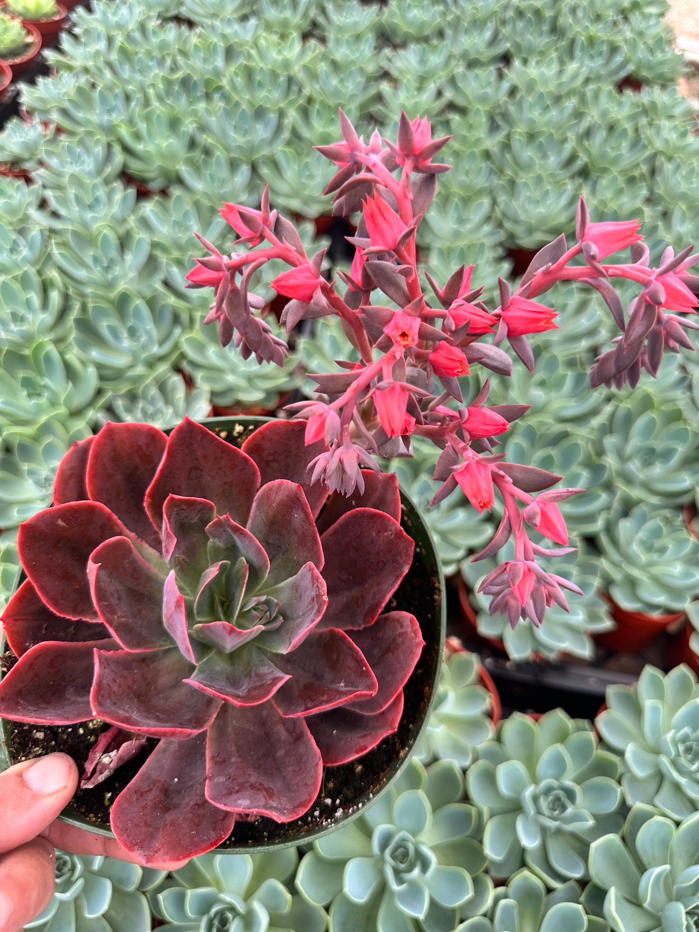 Jungle Fatigue ファティーグ OVY KAJA echeveria plant269_1024x.jpg?v=1668031537