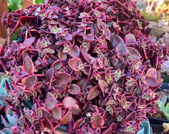 Crassula Pellucida Variegata | Pink Calico Kitten | Rooted Live Succulent Plant in 2”, 4”, 6” Pot