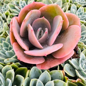 Echeveria Dusty Rose 2” pot