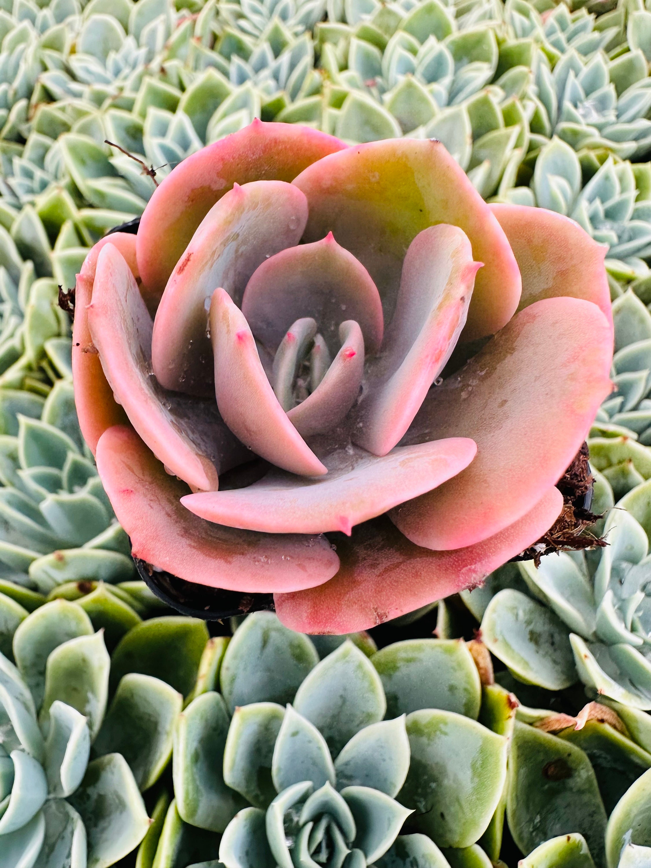 Echeveria Dusty Rose Live Plant 2, 4" and 6