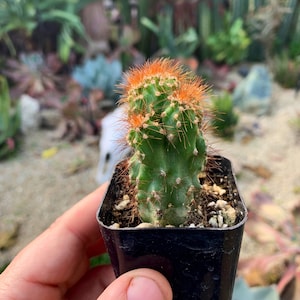 2&quot; Cereus Peruvianos Monstrousus Curiosity Plant Indoor \ Outdoor Cactus Plant Succulents Rooted 2&quot; pot