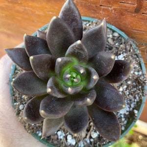3” Echeveria Black Prince   Succulent In a 3” pot