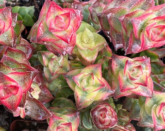 4" Crassula Perforata Variegata Live Succulent Plant 4” pot