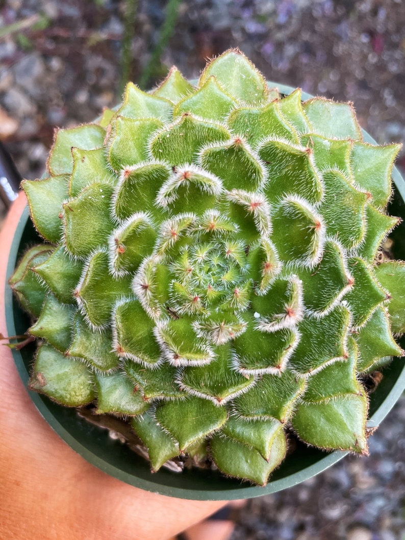 4 Echeveria Setosa Ciliata woolly Rose Succulent Shown Etsy