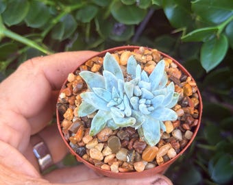 Rare Cluster Dudleya Gnoma White Sprite in 2.5