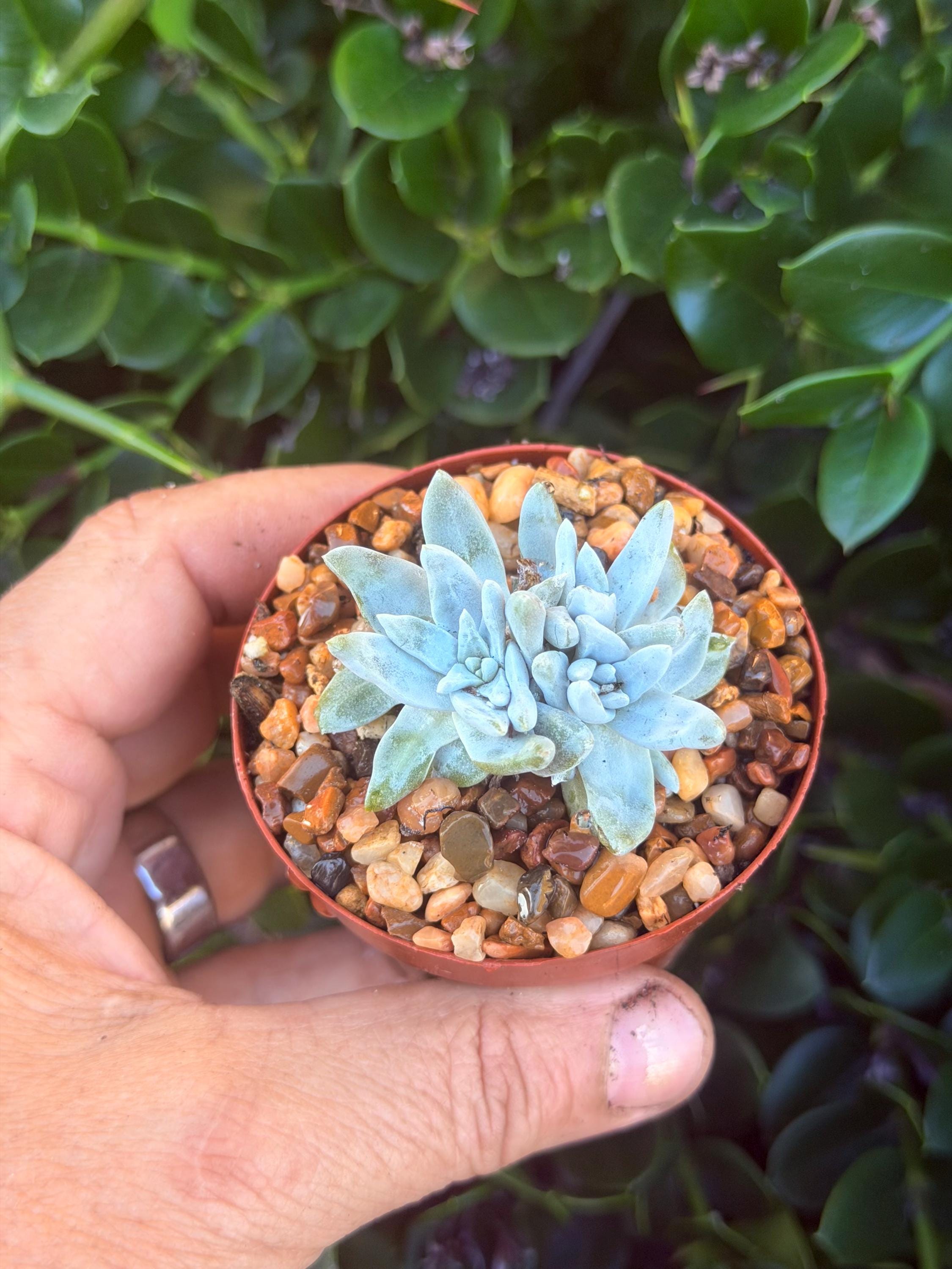 多肉植物　白菊　ダドレア　グノマ　Dudleya gnoma 1株 Rare Cluster Dudleya Gnoma White Sprite in 2.5