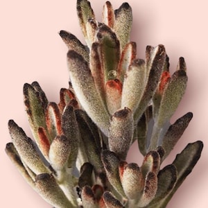 4 Chocolate Soldier Kalanchoe Tomentosa Succulent Plant image 1