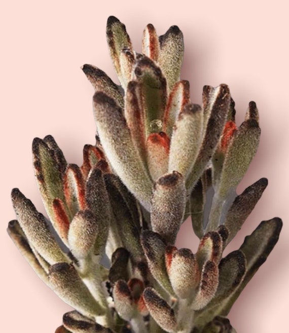 4 Soldier Tomentosa Plant - Etsy Sweden