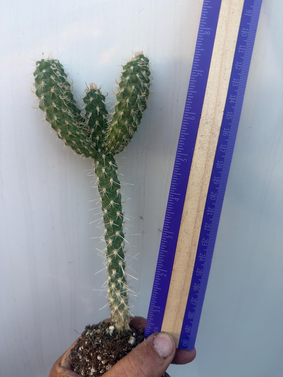 Cylindropuntia Imbricata Cholla Cactus / Opuntia Species Indoor \ Outdoor  Cactus Plant Succulents Rooted\ 2 & 4 Pot - Etsy