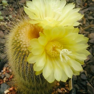 May include: A close-up of a cactus with two yellow flowers in bloom. The cactus has long, thin spines and is covered in a layer of soft, white fuzz.