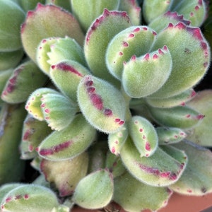 4" Cotyledon tomentosa ssp. tomentosa variegata - Bear’s Paw  Succulent Plant 4" pot