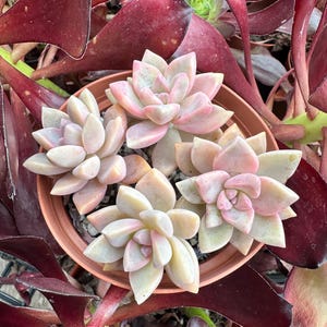 May include: A group of four succulent plants in a terracotta pot. The succulents have light green leaves with pink edges and are arranged in a circular pattern.