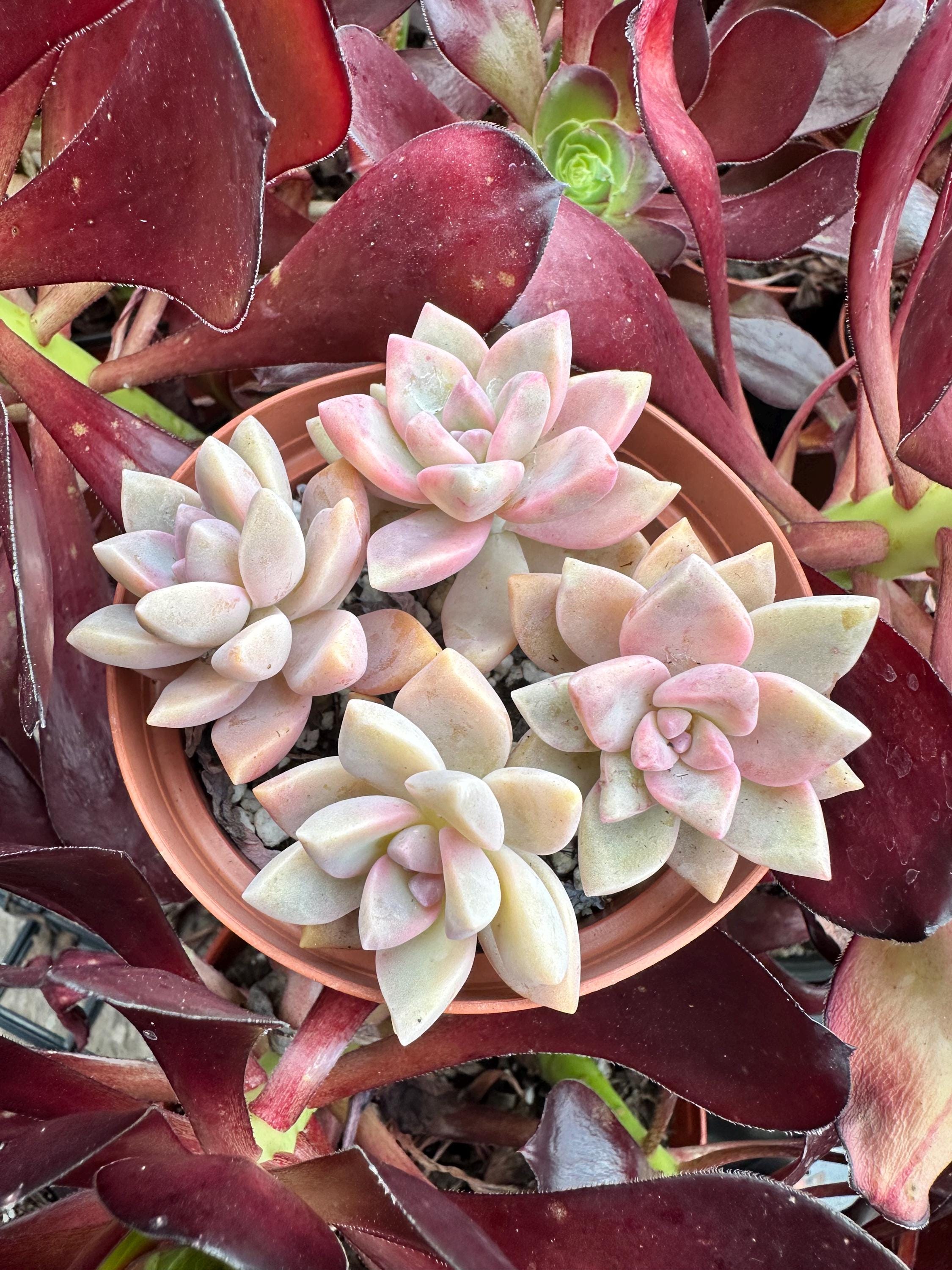 Ghost Plant, Mother of Pearl, Graptopetalum Paraguayense, Variegated Live  Succulent in 2", 4" Pot - Etsy