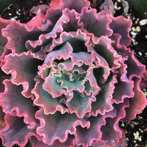 6&quot; Large Echeveria Crinoline Ruffles Succulent measure approximately 4.5 to 6 inches wide