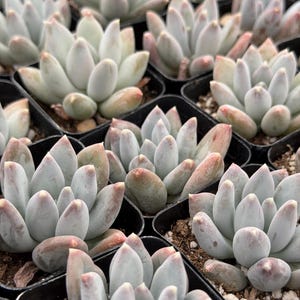 Pachyphytum Compactum - Little Jewel Rooted Live Succulent Plant in 2”, 4”, 6” Pot