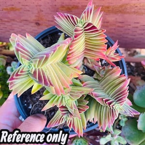 2” Crassula Capitella Subsp. thrysiflora (Red Pagoda) Succulent Plant - SEE 2nd and 3rd pic