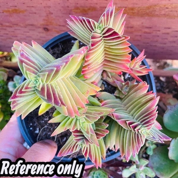 Crassula Capitella Subsp. thrysiflora (Red Pagoda) Succulent Plant live 2", 4", 6" pot and cuttings