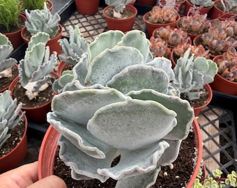 Rare Cotyledon Undulata SCALLOP Clam 5" pot