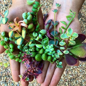 May include: A variety of succulent plants with green, yellow, and red leaves and stems. The plants are held in open hands, showcasing the different shapes and colors of the foliage. The background is a mix of small, light-colored pebbles.