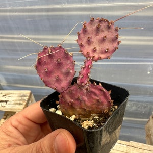 2&quot;   Santa Rita, Prickly Pear cactus, rare purple dwarf, Opuntia Violacea Basilaris, Prickly Pear, Amethyst Wave, Plant Succulents Rooted
