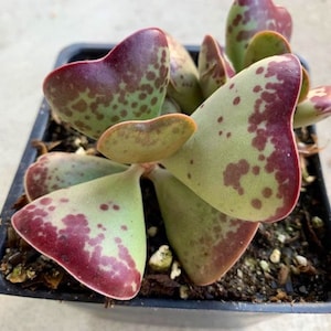 2”Hearts Rare Succulent-Adromischus Triflorus-Calico Hearts- Heart shaped-  Live Succulent Plant- see 3rd and 4th pic