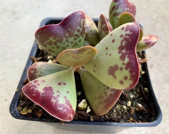 4" Hearts Rare Succulent-Adromischus Triflorus-Calico Hearts- Heart shaped-  Live Succulent Plant- see 3rd and 4th pic