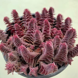 Unique Crassula Tabularis Pagoda Village Live Succulent - Ready to Thrive in Your Home! Available in 2” & 4" Pot