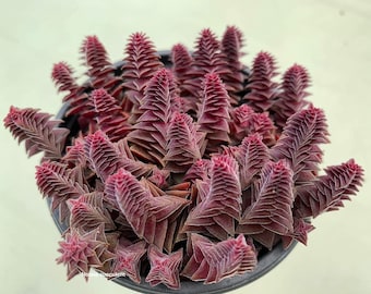 Unique Crassula Tabularis Pagoda Village Live Succulent - Ready to Thrive in Your Home! Available in 2” & 4" Pot