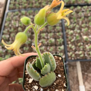 2 Cotyledon Tomentosa Ssp ladismit Bear Paw Succulent Plant 2 pot image 4