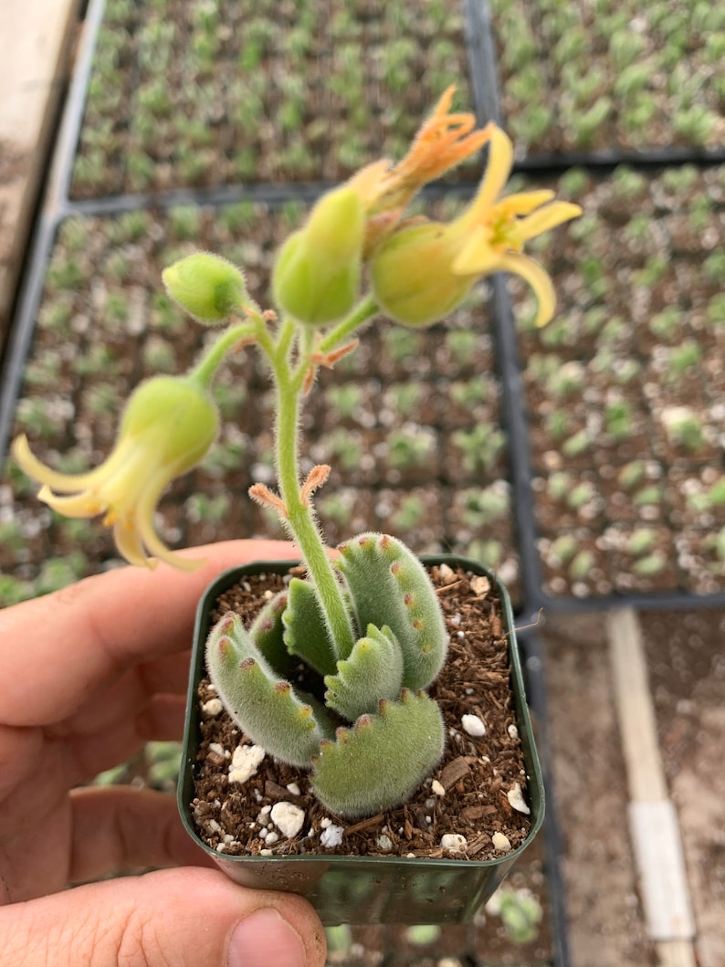 2 Cotyledon Tomentosa Ssp ladismit Bear Paw Succulent Plant 2 pot image 4