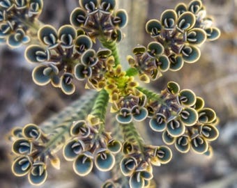 Alligator Mother Thousands Pregnant Kalanchoe Daigremontiana Rooted Succulent live plant in 2”, 4”, 6” pot