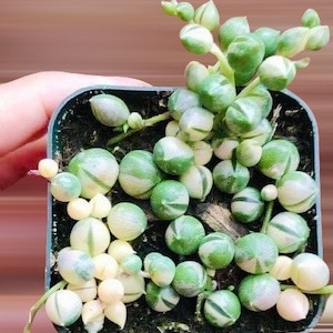 May include: A close-up of a String of Pearls succulent plant in a square black pot. The plant features round, pea-like leaves with green and white stripes. The plant is a vibrant green color and is a popular houseplant.
