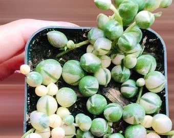 2" Variegated Pearls VSOP  Succulent Plant 2” pot sea 2nd and 3rd pics
