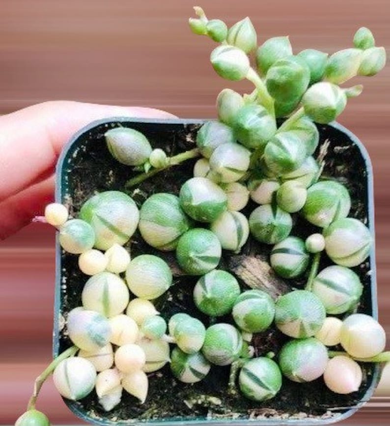 May include: A close-up of a String of Pearls succulent plant in a square black pot. The plant features round, pea-like leaves with green and white stripes. The plant is a vibrant green color and is a popular houseplant.