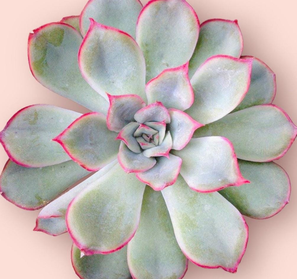 Echeveria Hercules Succulent Plant in 2