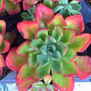 4&quot; Echeveria Goochie Succulent Plant 4&quot; pot