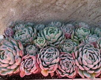 5” Echeveria elegans - Mexican Snowball  Succulent Plant 5” pot - extremely prolific Tx measures aprox 3 1/2 to 5 inches