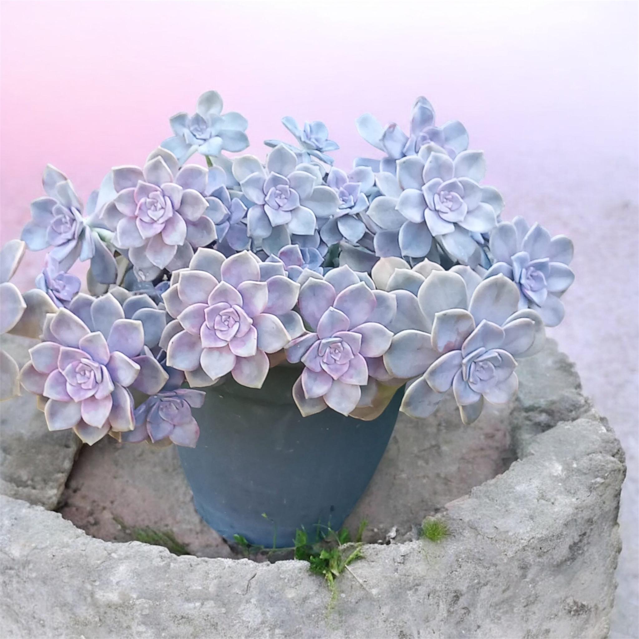 Graptopetalum Purple Delight, Graptoveria Rooted Live Succulent