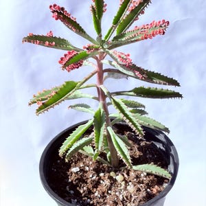 Kalanchoe Pink Butterfly, rare succulent, variegated succulent, live rooted plant in 2", 4" and 6" pot 6” 5-9” tall