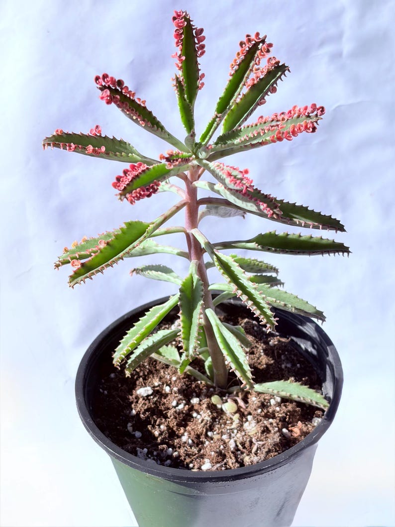 Kalanchoe Pink Butterfly, rare succulent, variegated succulent, live rooted plant in 2", 4" and 6" pot 6” 5-9” tall
