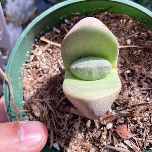 4” Pleiospilos nelii &#39;Split Rock&#39;  Succulent Plant 4” pot